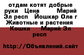 отдам котят добрые руки › Цена ­ 10 - Марий Эл респ., Йошкар-Ола г. Животные и растения » Кошки   . Марий Эл респ.